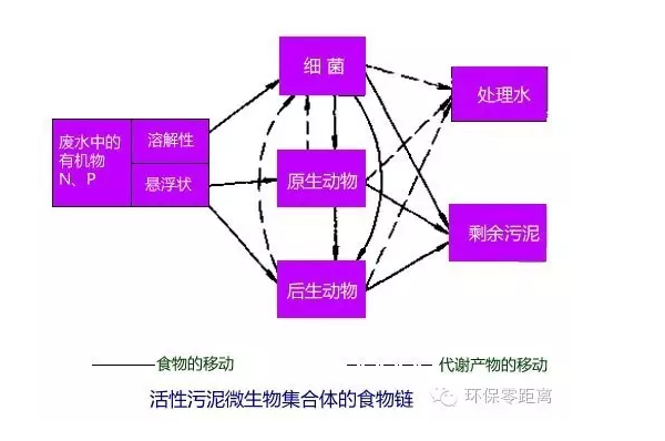活性污泥微生物集合体的食物链